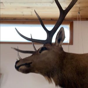 Meet your Posher, Louisa